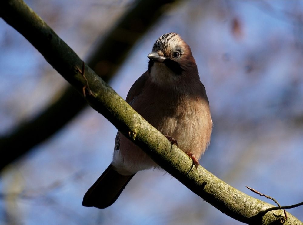 Eichelhäher auf einem schmalen, diagonal durchs Bild verlaufenden, Ast. Das Federkleid ist aufgeplustert, der Blick geht in Richtung linker Bildseite. Der obere Teil des Kopfes und der Bauch sind von der Sonne beschienen. Im Hintergrund helles blau, durchzogen mit hellen braun.