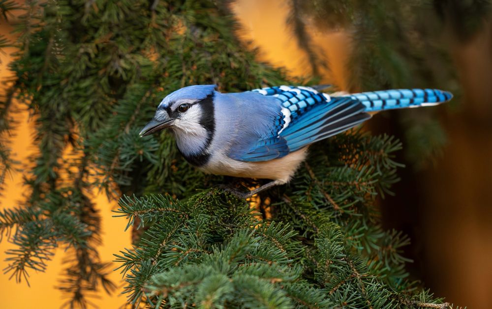 A Blue Jay perched on a spruce tree branch with the orange coloured late evening light in the background.