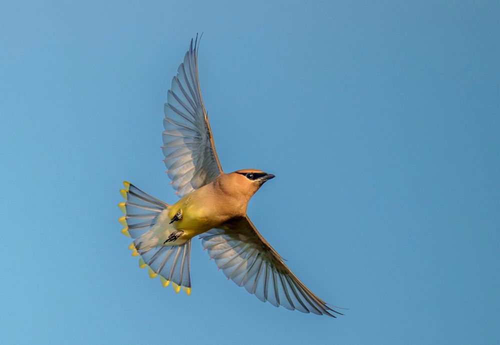 A cedar waxwing, with its tan body and black face mask, flying against a blue sky. Its wings and tail are completely flared out and we can see the little red waxy tips on its secondary feathers called astaxanthin. These small red waxy tips is what they are named for!