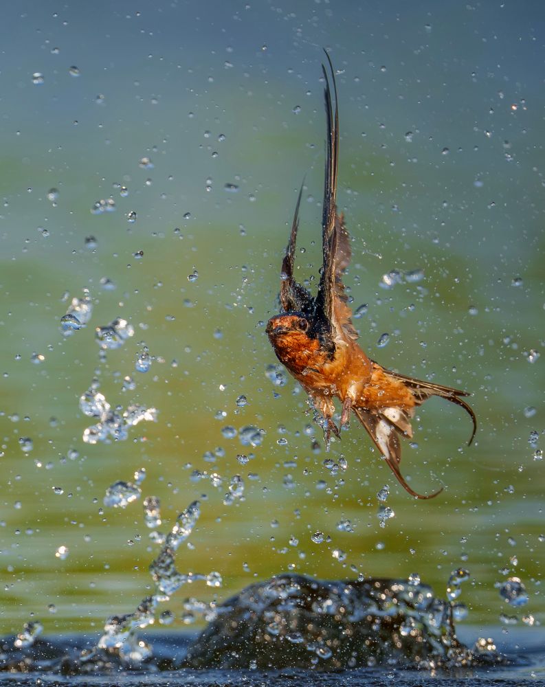 A soaking wet barn swallow shows its bright rusty/ orange tummy as it explodes out of the water in a shower of water drops. They bath by flying into the water , submerging and then popping out and continuing on their flight! 