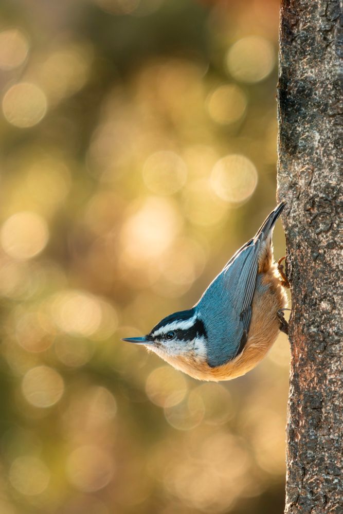 A red-breasted nuthatch strikes its signature upside down pose on the side of a spruce tree trunk. The background is a bunch of golden spheres from the evening light catching the out of focus needles. 