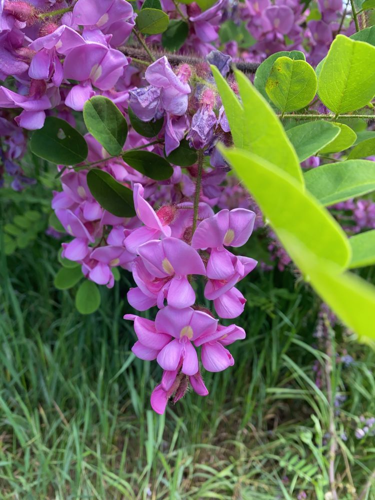 Bright pink Robinia hispida flowers 