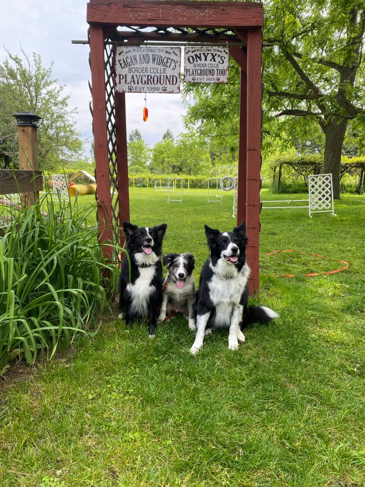 Three border collies in a sit in front of a signs that reads Eagan and Widget’s border collie playground and another that says Widget’s border collie playground too. 