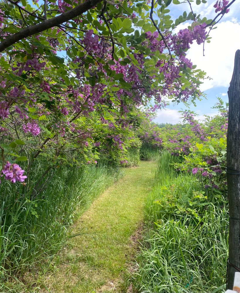 Robinia hispida shrubs line a mowed path. It has Pink pendalous flowers 