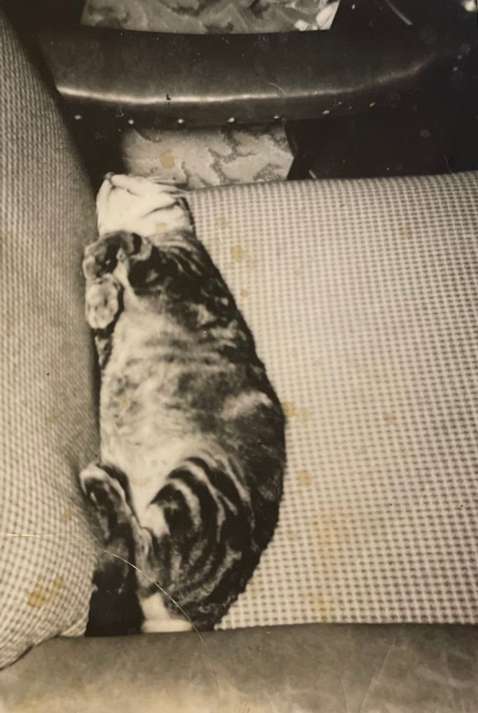 Black and white photo of an obese shorthaired tabby cat.It is lying upside down asleep in an upholstered chair.