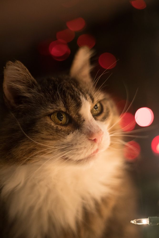 photo of my large brown tuxedo tabby Fergus, radiant in the glow of white Christmas lights. Behind are more lights, blurry red ones on the tree.
