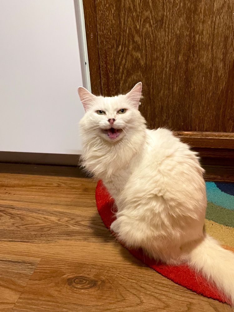 My fluffy white cat Francie sitting up on a rainbow rug on our wood kitchen floor, meowing at the camera and looking very peeved.