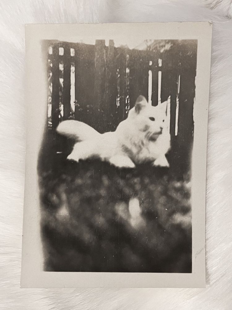Black and white photo of a beautiful longhaired white cat reclining on a lawn with a slat fence in the background. The photo has been placed on my longhaired white cat Francie and you can see her fur around the edges of it.