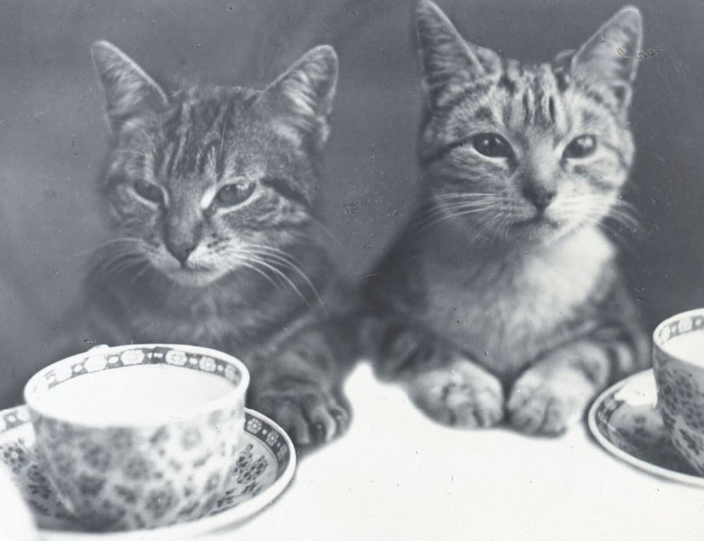Black and white photo of two shorthaired tabby cats sitting up with their forepaws placed on a table. The table is set with linen and tea cups and saucers. The cat on the left has a very sour, annoyed expression on its face and the one on the right looks as if it is impatiently seeking waitstaff.
