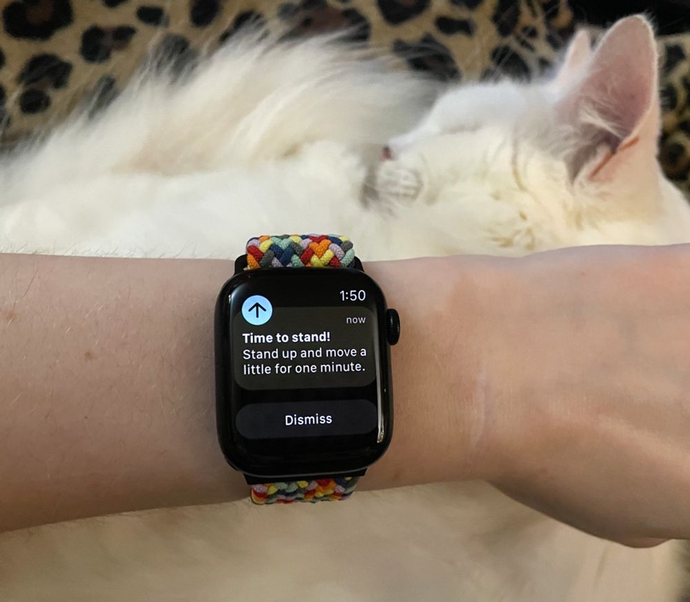 Photo of my white lady arm displaying my Apple Watch, which is telling me I should stand up and move a little for one minute. Beneath my arm you can see my fluffy white cat Francie all curled up and blissfully asleep in my lap.