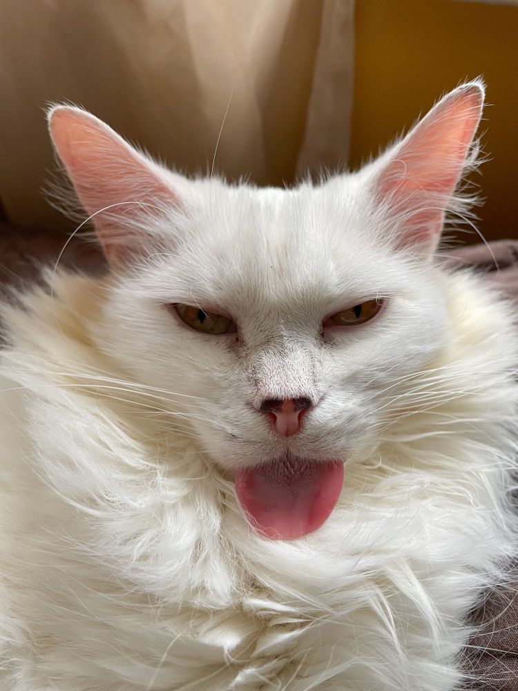 Photo of my fluffy white cat Francie looking at the camera with her pink tongue hanging out.