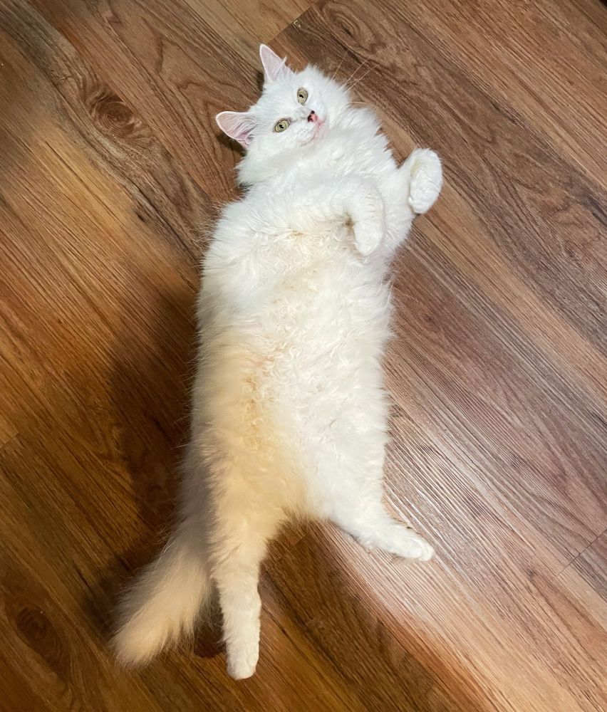 Photo of my fluffy white cat Francie lying on her back on a wooden kitchen floor. She is staring vacantly into space with light yellow-green eyes.