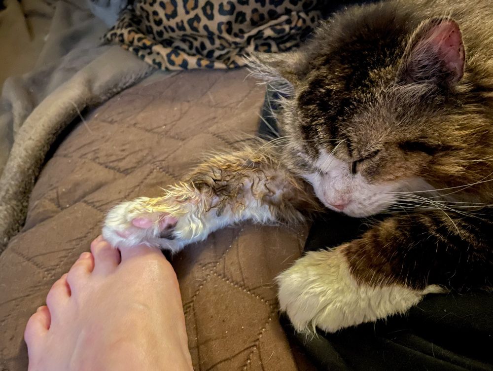 Photo of my fluffy brown tuxedo tabby Fergus asleep, stretching his foreleg out to touch my toes.