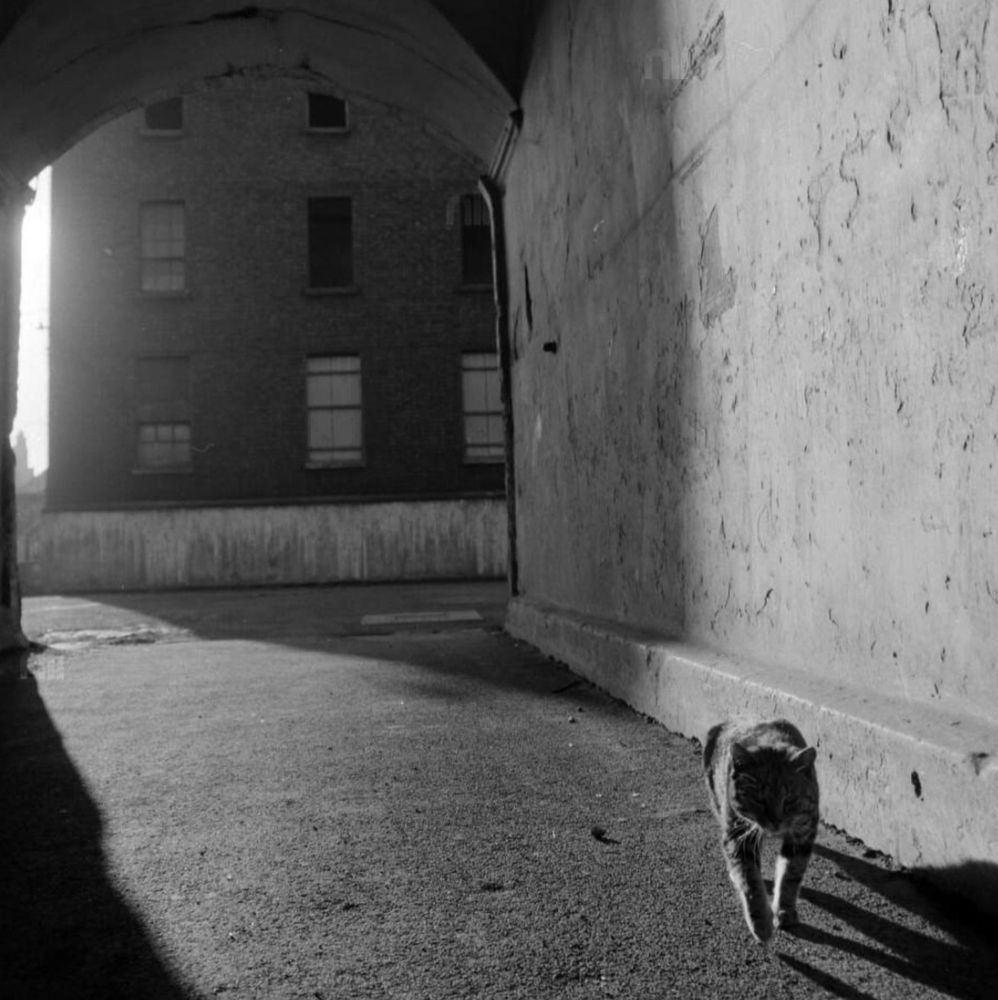 Black and white photo taken from inside a city tunnel, looking out at a brick building. Light is coming from outside the tunnel, creating dramatic shadows coming from a shorthaired tabby cat that is approaching the camera in the lower right corner of the composition.