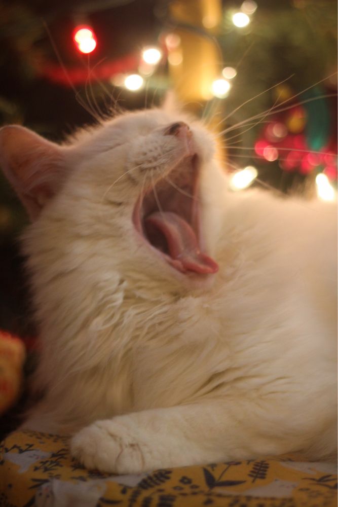 Photo of my fluffy white cat Francie sitting in front of our Christmas tree with red and white lights. She’s yawning, which displays her perfect, toothless pink mouth.