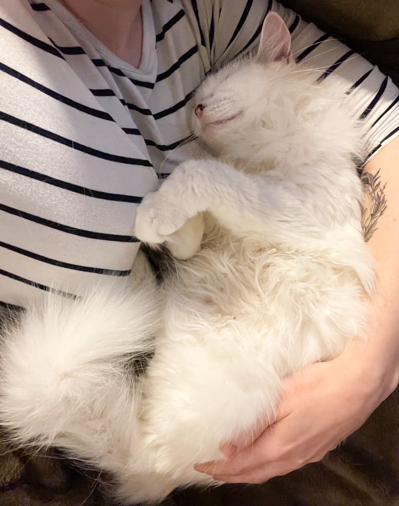 Photo of me lying on my back in a white shirt with thin black stripes, cradling a fluffy white cat beside me. She is sleeping on her back.
