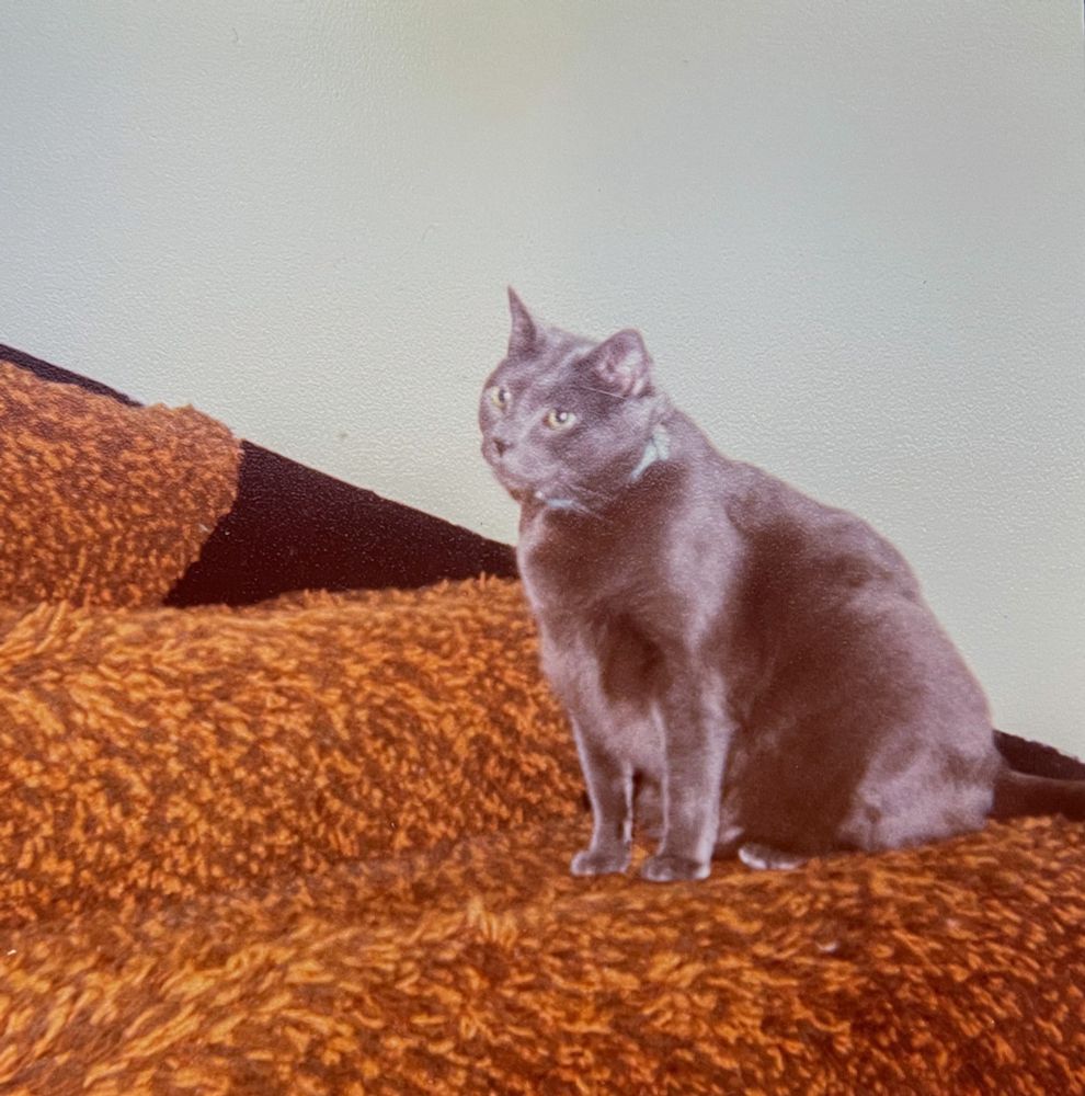 Color photo of a shiny grey shorthaired cat sitting on carpeted stairs, looking thoughtfully off into the distance.