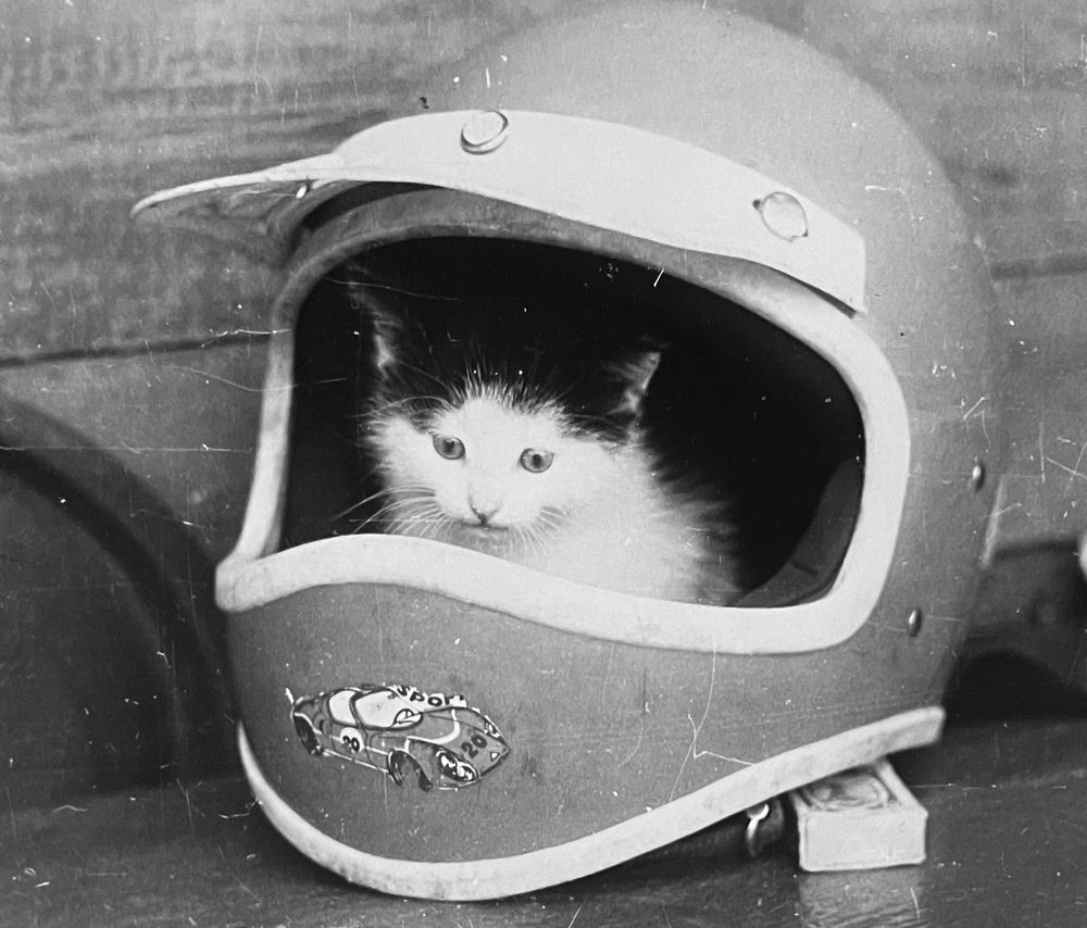 Black-and-white photo of a medium haired white kitten with black fur across the top of its head. It isn’t sitting inside of a child’s bike helmet, possibly dirtbike helmet with face shield. The kitten is looking downward.
