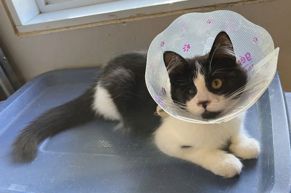 Photo of very cute, black-and-white, medium haired kitten, wearing a tiny cone around his neck to protect his face.