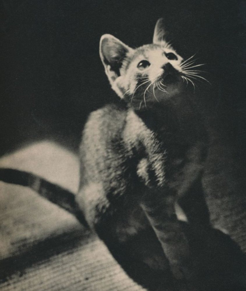 Black and white photo of a shorthaired tuxedo tabby kitten sitting up straight and looking up, lit dramatically from above and behind so that the light spills over its little face and illuminates its whiskers.