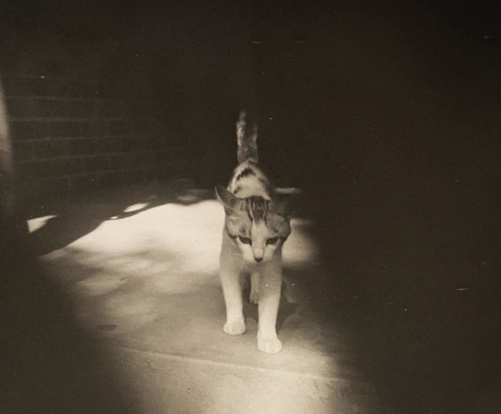 Black and white photo of a shorthaired white and tabby cat approaching the camera with tail raised up in a friendly greeting. For some reason there are two dark regions on the photo, on either side of the cat, as if there were fingers over the lens or it was peering through a crooked fence.