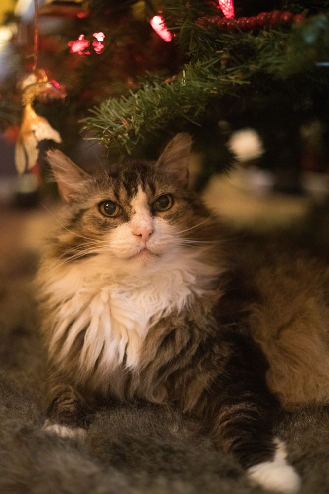 Photo of my handsome long haired brown tuxedo tabby Fergus lying under our fake Christmas tree on a faux fur tree skirt.