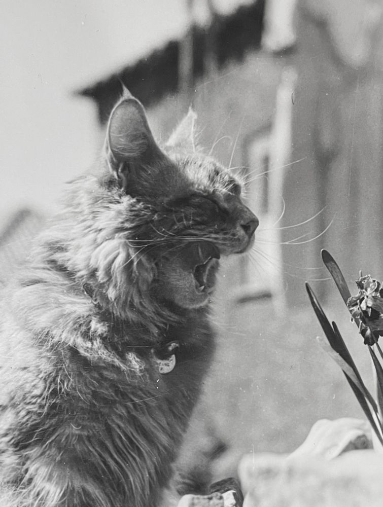 Black and white photo of a longhaired tabby cat, appears to be ginger, sitting up in the sun and licking its chops.