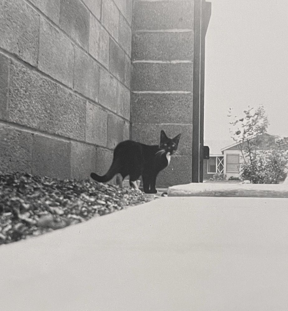 Cats of Yore: Cats of Yore: