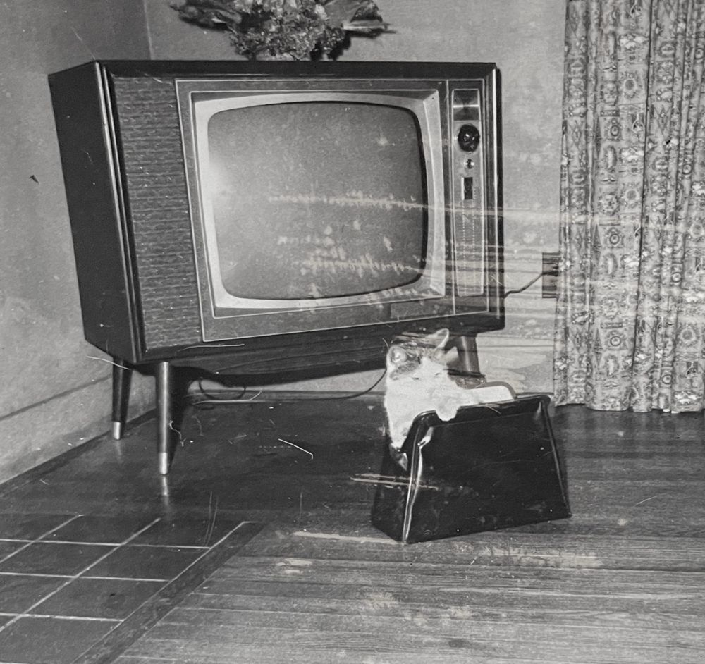 Black and white photo of a large tv set in the corner of a living room, but in front of it is a shorthaired white and tabby cat poking out of a black leather purse.