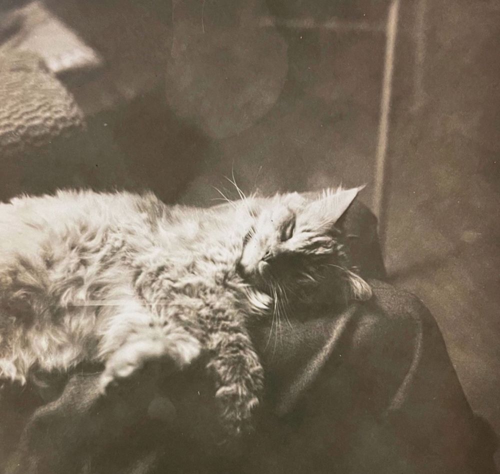 Black and white photo of a longhaired cat, my guess is an orange tabby, blissfully asleep on its side on the lap of someone wearing dark pants. You can only see the person’s legs and the happy cat flopped across their thighs.