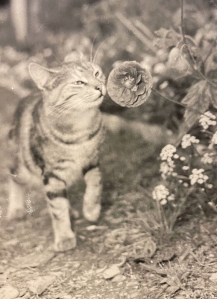 Black and white photo of a shorthaired tabby cat outside on a lawn edged by flower bushes, walking up to a big flower and giving it a little sniff.