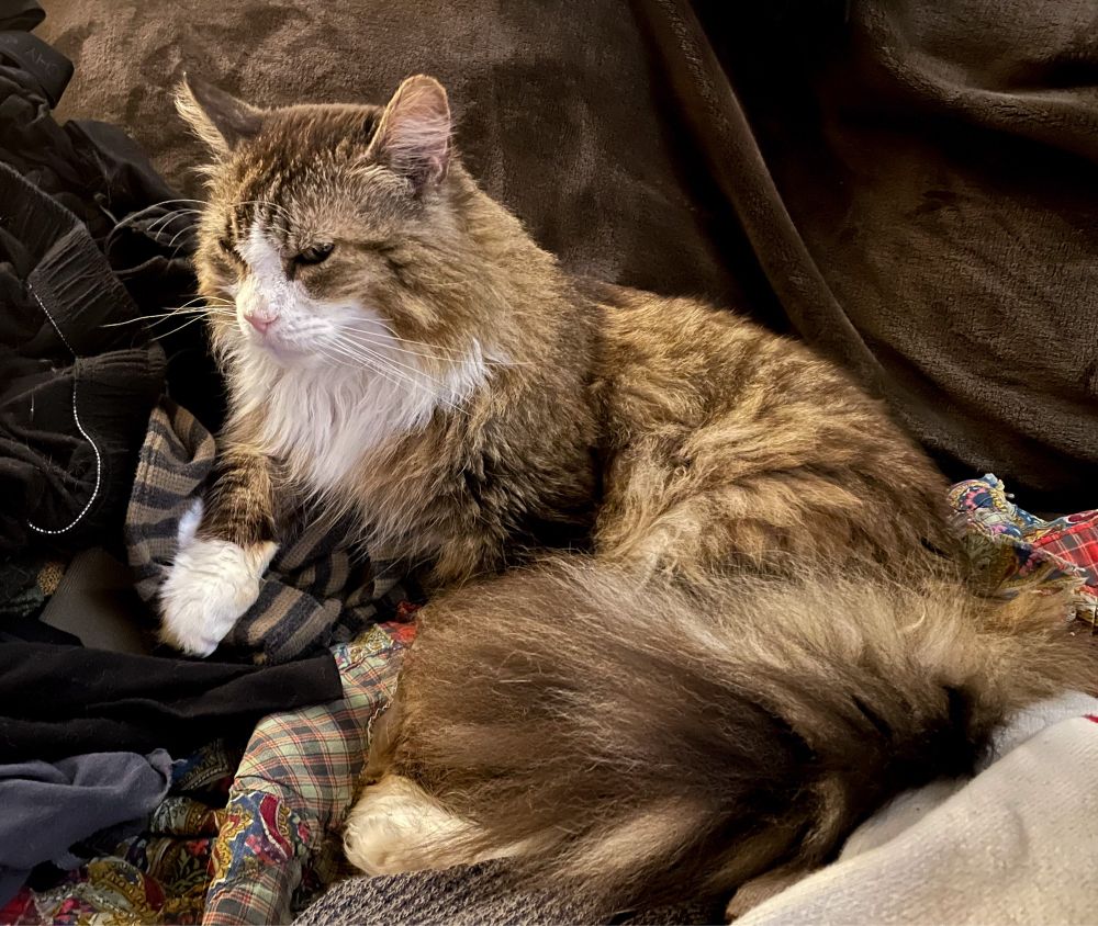 Photo of my glorious longhaired brown tuxedo tabby Fergus lying on top of a jumble of wrinkled clothing in a couch.