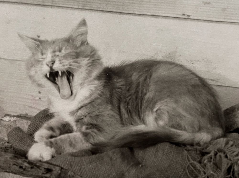 Black and white photo of a medium haired tuxedo tabby caught mid yawn. It is sitting up in loaf position on a folded burlap sack in front of a wooden wall.
