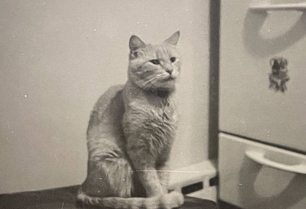 Black and white photo of a beautiful shorthaired tabby cat, my guess is ginger, sitting up on a box or bench or something in front of a white oven.