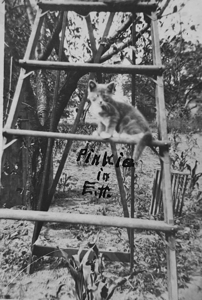 Black and white photo of a short haired, tabby and white kitten, sitting on a rug of a wooden step ladder outside in the sun. Handwritten text on the photo says “pinkie in eitt.” although I don’t know what that last word is and I’m sure others will have alternative guesses.