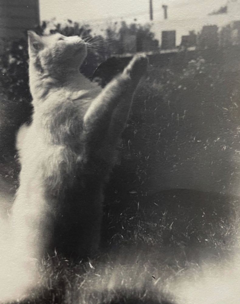 Black and white photo of a medium haired white cat riding up on its haunches, it’s forepaws slightly blurred with motion as of reaching for something out of frame above its head. It is outside on a lawn, the crunchy dark texture of the grass and hedges contrasting nicely with the light smoothness of its fur. Emerging from the lawn below it are patches of light as if something spectral is emerging from the earth (I believe this is because the film was accidentally exposed to additional light either within the camera or at some point during processing).