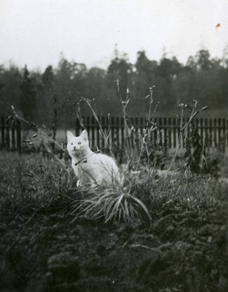 Black and white photo of an adorable little white shorthaired cat sitting behind a plant that looks like it might have been flowers but they've gone by and it's now bare. The cat is peeking adorably and curiously through the bare stems.