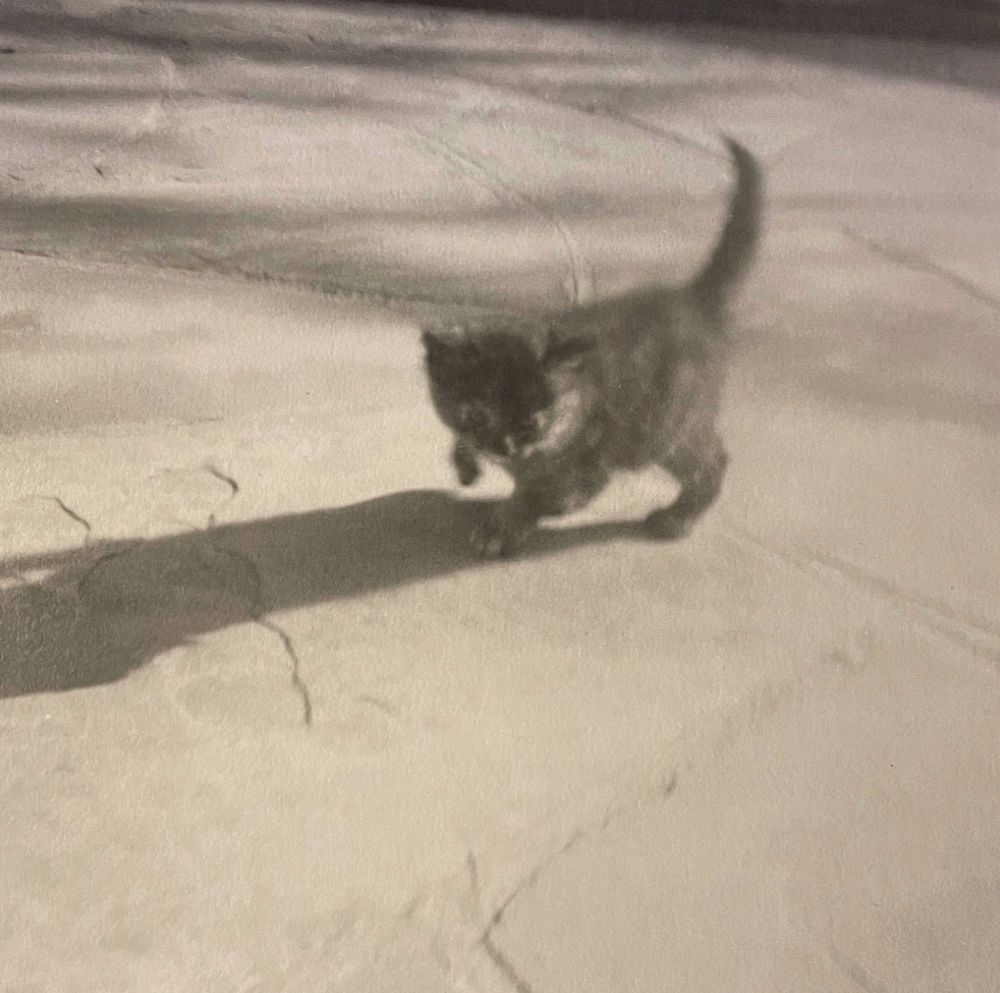 Black and white photo of a very young and plump shorthaired tortoiseshell cat walking on a stone patio in the sun.