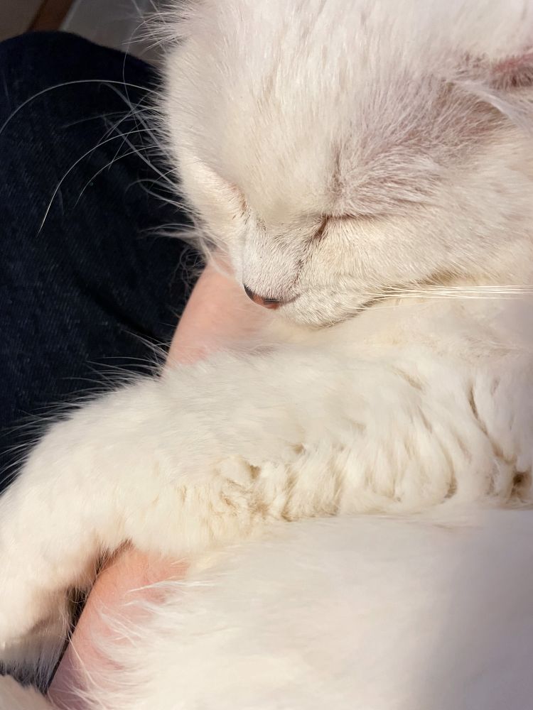Photo of my fluffy white cat Francie sound asleep, curled up in my lap on top of my left forearm.