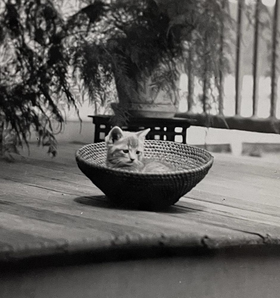 Black and white photo of a tiny tabby kitten with a slight sad expression if you indulge in anthropomorphism, curled up in a round basket bowl, outdoors on a wooden house deck.