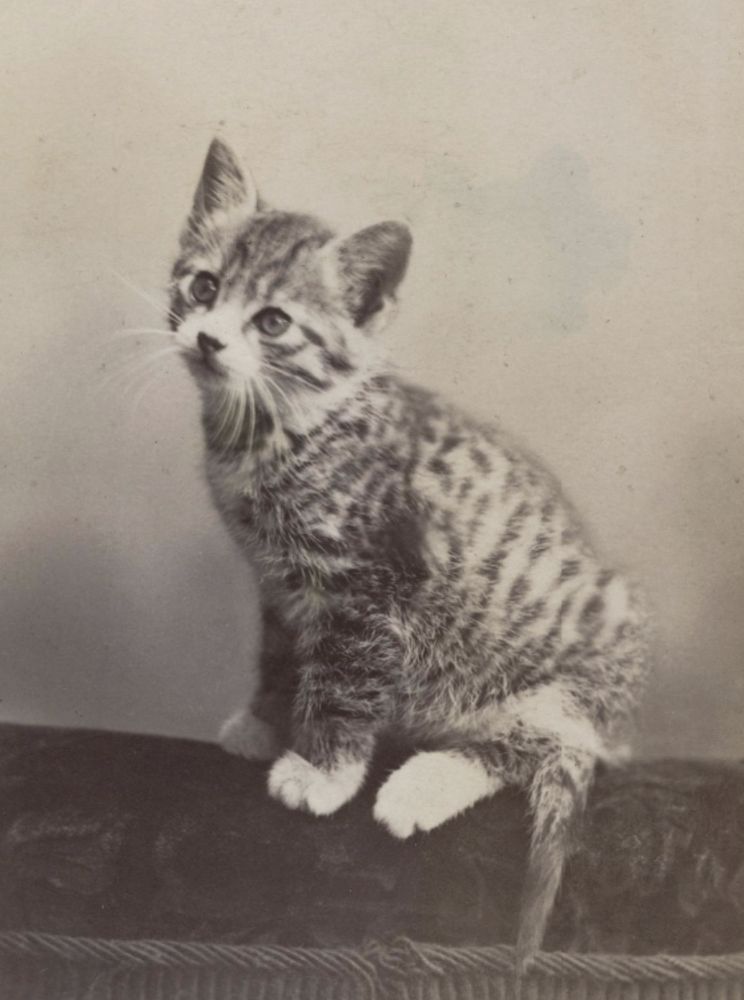 Black and white studio portrait of a little shorthaired tuxedo tabby kitten, sitting up on a velvet cushion looking up into the air in a quite angelic way.