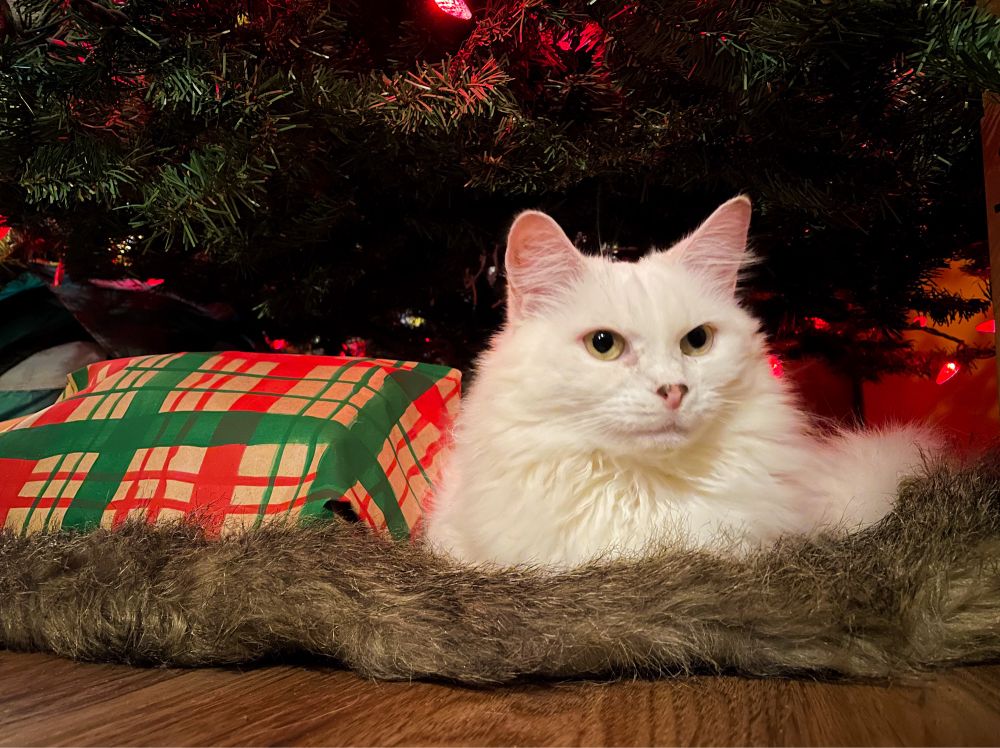 My fluffy white cat Francie sitting under our artificial Christmas tree with red lights, cuddled in the brown faux fur tree skirt next to a present wrapped in plaid paper.