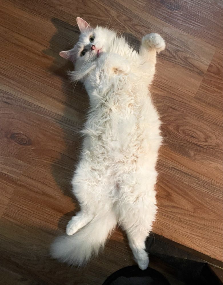 Photo looking directly down at my fluffy white cat Francie as she sprawls on her back, exposing her soft curly tummy fur.