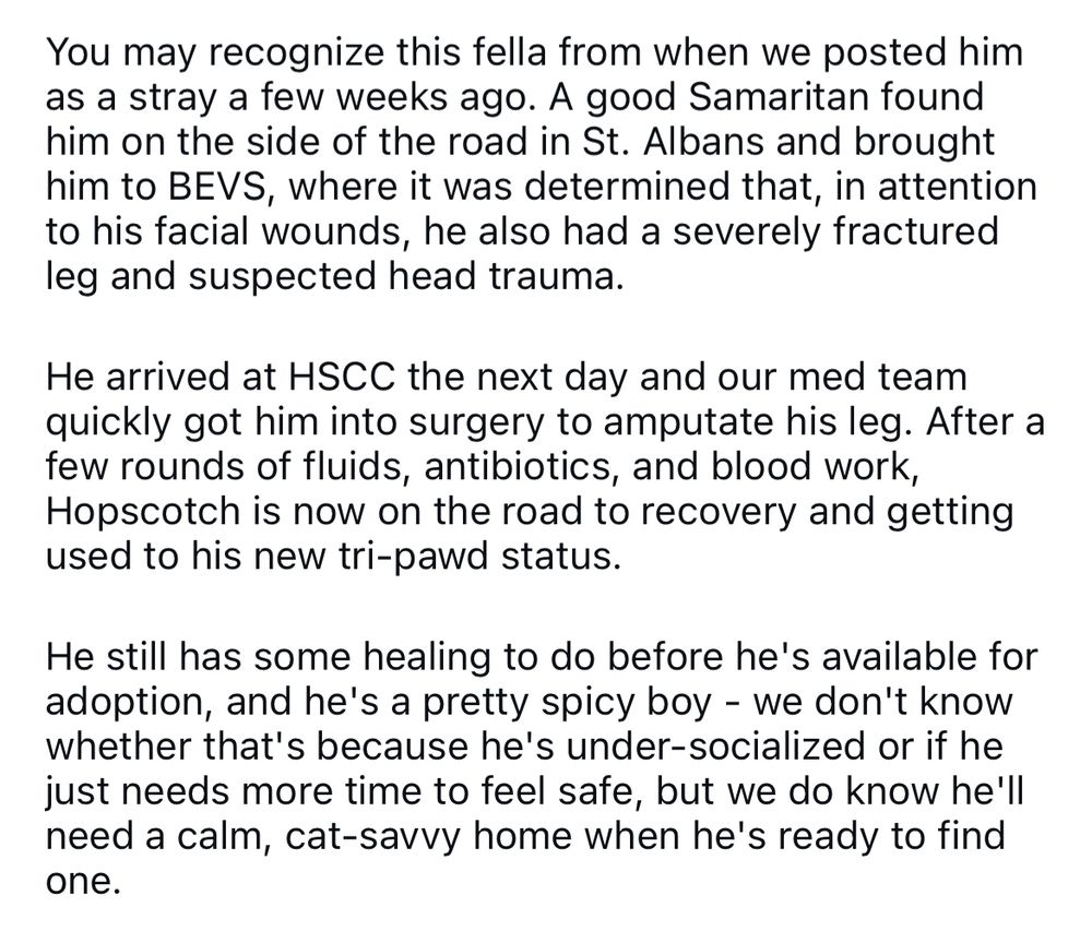 Screenshot of text from linked instagram account that says “You may recognize this fella from when we posted him as a stray a few weeks ago. A good Samaritan found him on the side of the road in St. Albans and brought him to BEVS, where it was determined that, in attention to his facial wounds, he also had a severely fractured leg and suspected head trauma.
He arrived at HSCC the next day and our med team quickly got him into surgery to amputate his leg. After a few rounds of fluids, antibiotics, and blood work, Hopscotch is now on the road to recovery and getting used to his new tri-pawd status.
He still has some healing to do before he's available for adoption, and he's a pretty spicy boy - we don't know whether that's because he's under-socialized or if he just needs more time to feel safe, but we do know he'll need a calm, cat-savvy home when he's ready to find one.”
