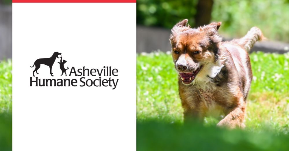 

Donate  - Asheville Humane Society
