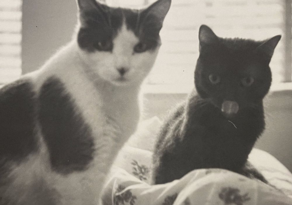 Black and white photo of two cats sitting on a bed in a sunny room. A shorthaired white cat with black spots sits on the left and a shorthaired black cat sits on the right, both of them looking toward the camera. The black one’s tongue is flipped up over its nose, caught in the action of licking!