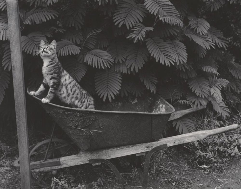 Black and white photo of a shorthaired spotted tabby cat in a wheelbarrow, standing with his front paws up on the front of it like a sailer at the prow of a boat. Behind him is a lush wall of foliage.