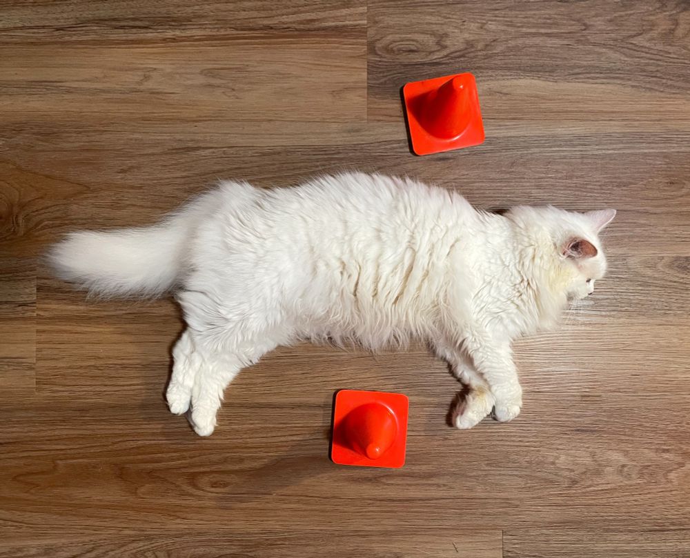 Photo of my fluffy white cat Francie lying flat on her side on fake wood flooring. There are teeny orange safety cones on either side of her.