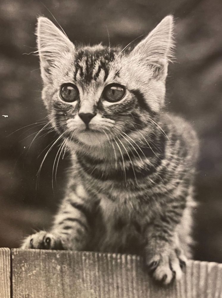 Black and white photo of a shorthaired tabby kitten on a wooden fence, it has a remarkably cute little face and beautiful big shining eyes.