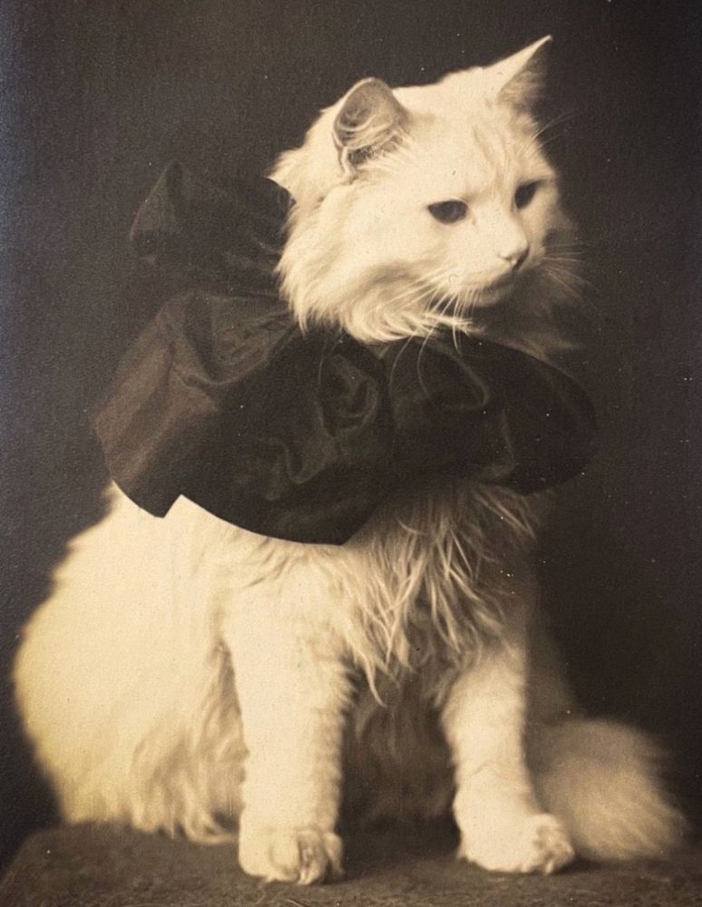 Black and white studio photo of a longhaired white cat sitting up on a small table draped with brocade fabric. The cat has a very large ruffly bow made of dark fabric attached to the right side of its collar.